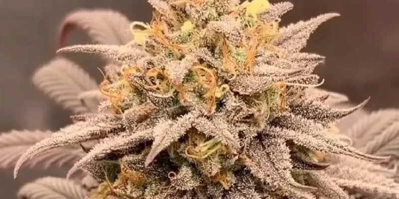 auto gmo cookies cannabis seeds flora seed bank cannabis