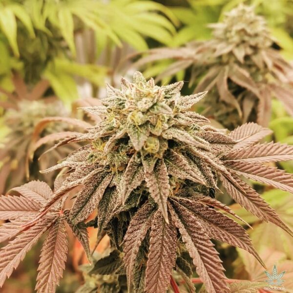 bubba kush 98 cannabis seeds flora seed bank kush seeds