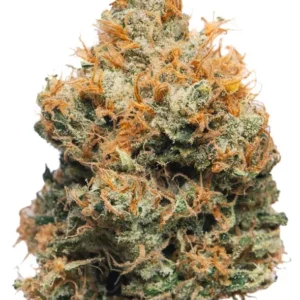 golden goat seeds golden goat flora seed bank cannabis seeds