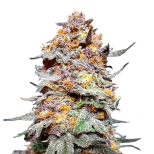 flora seed bank granddaddy purple cannabis seeds autoflower