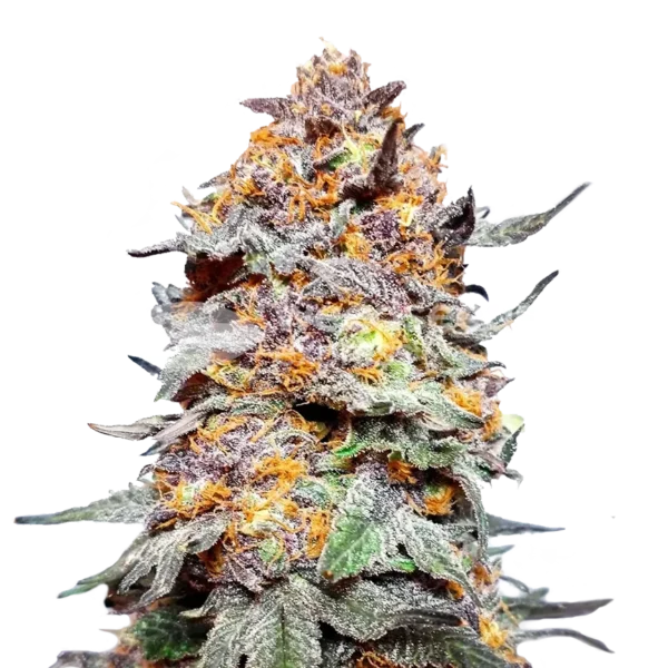 flora seed bank granddaddy purple cannabis seeds autoflower