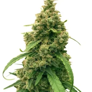 harlequin harle-tsu cannabis seeds flora seed bank