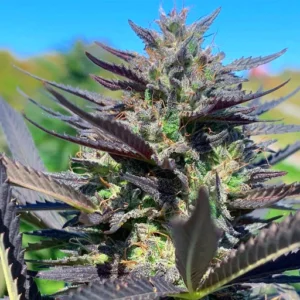 CBD cannabis seeds Flora Seed Bank flora seed bank cannabis seeds marijuana seeds weed seeds cheap weed seeds cheap cannabis seeds best cannabis seeds