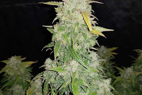 flora seed bank cannabis seeds marijuana seeds weed seeds cheap weed seeds cheap cannabis seeds best cannabis seeds feminized cannabis seeds growing cannabis autoflower seeds medicinal seeds