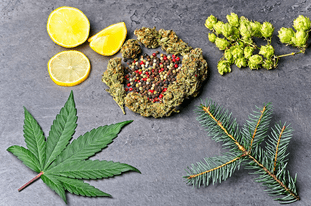 flora seed bank cannabis seeds marijuana seeds weed seeds cheap weed seeds cheap cannabis seeds best cannabis seeds feminized cannabis seeds growing cannabis autoflower seeds medicinal seeds