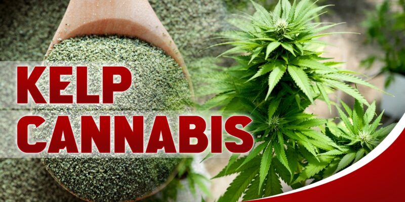 Flora seed bank cannabis seeds marijuana seeds weed seeds cheap weed seeds cheap cannabis seeds best cannabis seeds feminized cannabis seeds growing cannabis autoflower seeds medicinal seeds = Kelp Cannabis